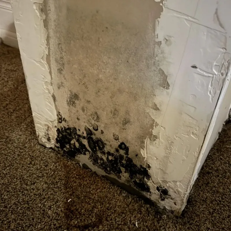 Professional Mold Removal in De Soto, IA